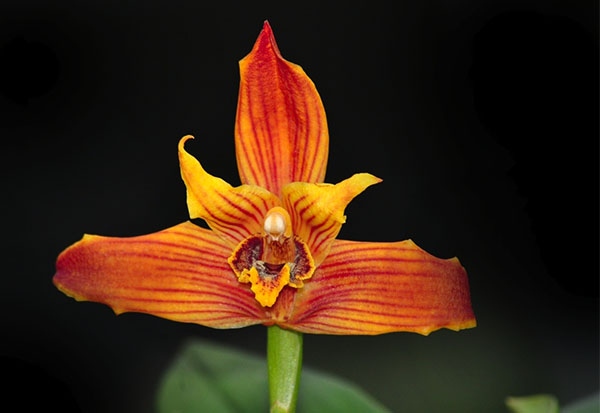 Maxillaria Sangai x Maxillaria molitor orange