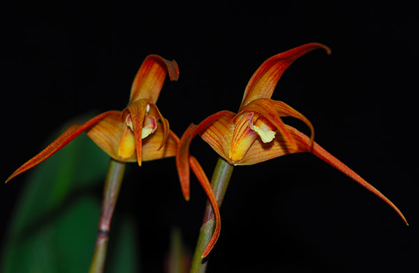 Maxillaria arachnites x striata