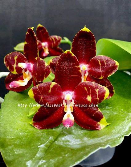 Phalaenopsis YangYang Prince (Jong's Gigan Cherry x LD Bear King)