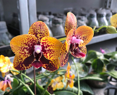 Phalaenopsis Zheng Min Anaconda 'Yaphon'