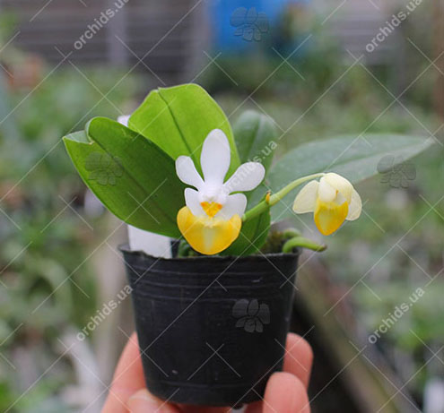 Phalaenopsis lobbii forma flavilabia