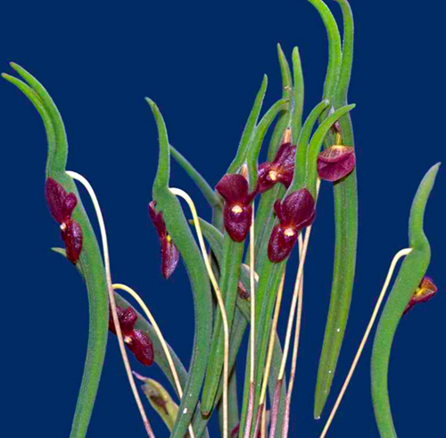 Pleurothallis dilemma