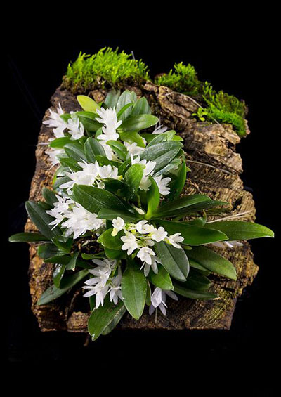 Aerangis hyaloides