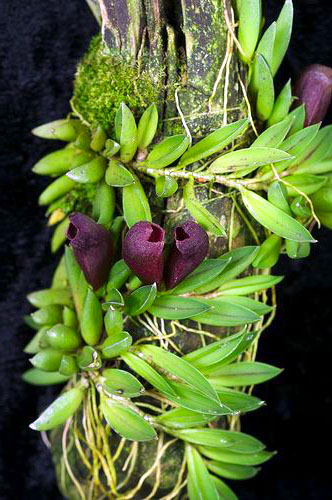 Pleurothallis sarracenia
