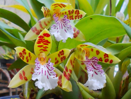 Helcia sanguinolenta