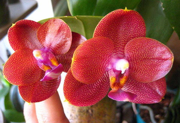 Phalaenopsis Mituo Sun King '#452'