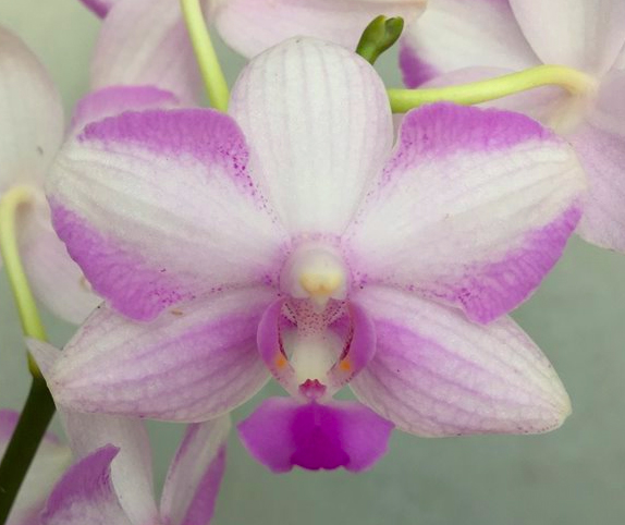 Phalaenopsis Chiada Alice x bellina