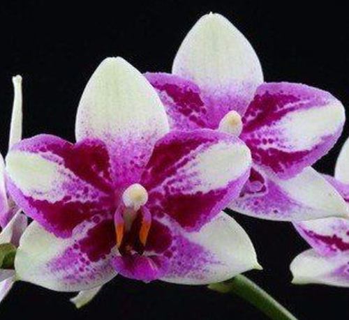 Phalaenopsis Jiaho Summer Love