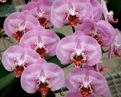 Phalaenopsis Leopard Prince