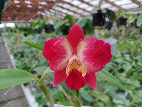 Sophrolaeliocattleya Cosmic Dekite