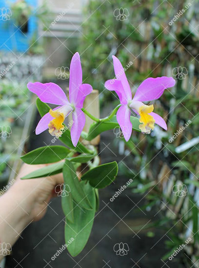 Cattlianthe Tiny Treasure 'Star Amethyst'