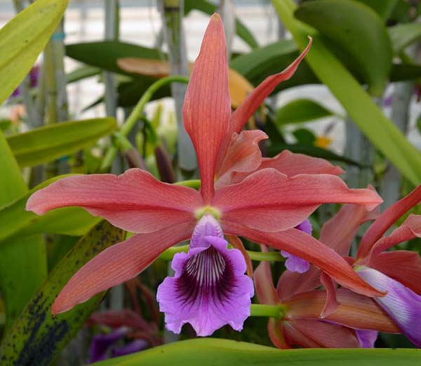 Laelia tenebrosa 'Boa Forma Negro' x tenebrosa 'None Darker'