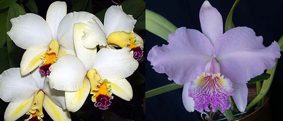 Laeliocattleya Tokyo Magic 'Hihimanu' x Cattleya lueddemanniana 'Arthur Chadwick'