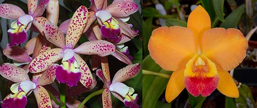 Laeliocattleya Tropical Sunset 'Oceans Heaven' x Brassolaeliocattleya Tropical Upgrade 'SVO'