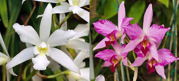 Laelia Autoceps (autumnalis alba x anceps 'Disciplinata')