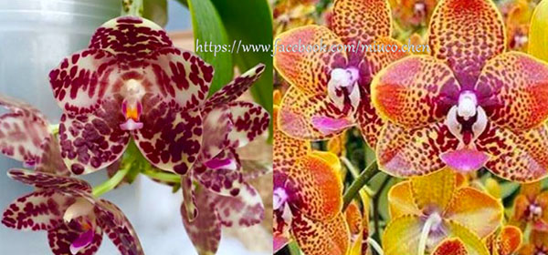 Phalaenopsis gigantea x Tying Sin Popularity