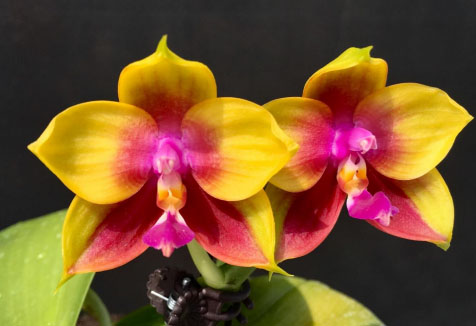 Phalaenopsis Mituo Prince 'YR'