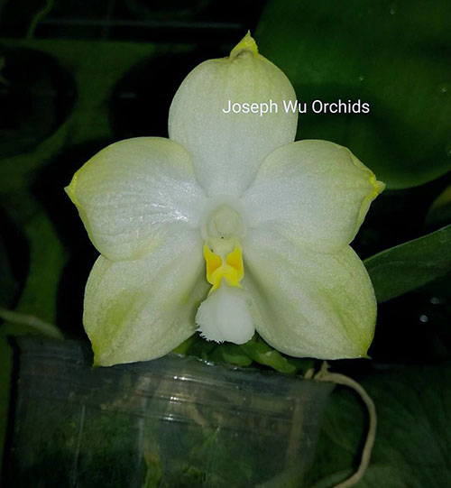 Phalaenopsis Chang Maw Jade