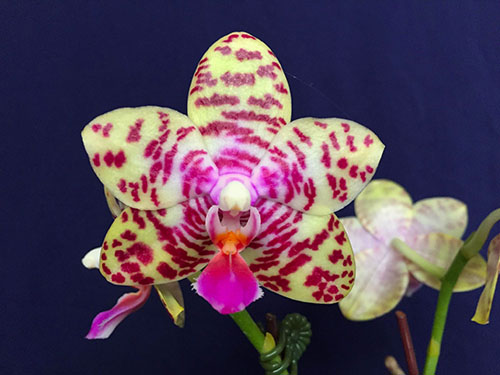 Phalaenopsis Joy spring Tina 'Tina' (Joseph Wu)