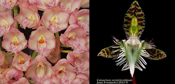 Clowesia Rebecca Northen 'Grapefruit Pink' x Catasetum semicirculatum 'The  Best One'
