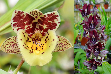 Clowesia Upper Echelon 'SVO Sun Blast' x Catasetum Jose Abalo 'SVO'