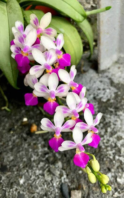 Doritaenopsis Anna-Larati Soekardi x Phalaenopsis modesta