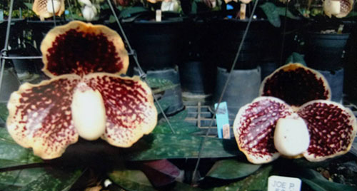 Paphiopedilum godefroyae P727