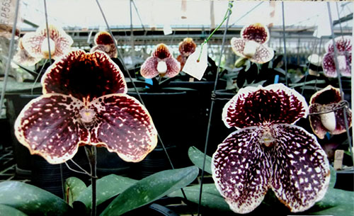Paphiopedilum godefroyae P698