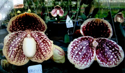 Paphiopedilum godefroyae P658