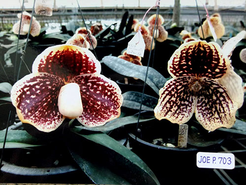 Paphiopedilum godefroyae P729