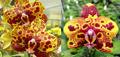 Phalaenopsis Haur Jin Princess x GW Green World