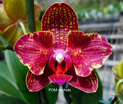 Phalaenopsis I-Hsin ISM998 'peloric'