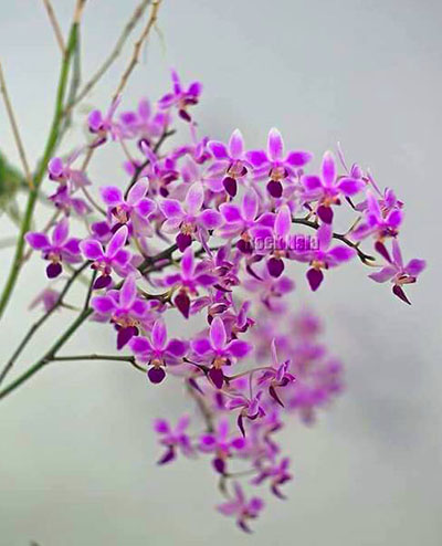 Phalaenopsis Rainbow Chip