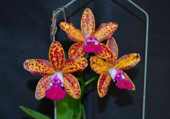 Sophrolaeliocattleya Leopard Lou