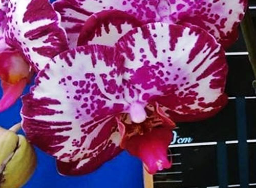 Phalaenopsis Lianher Focus