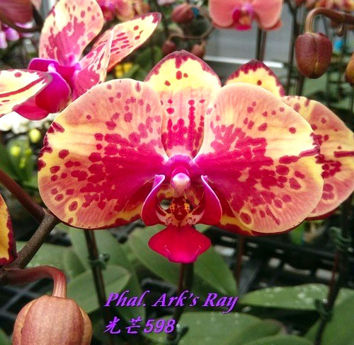 Phalaenopsis Ark's Ray