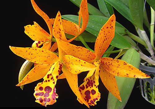 Cahuzacara Jairak Stardust 'Sunshine'