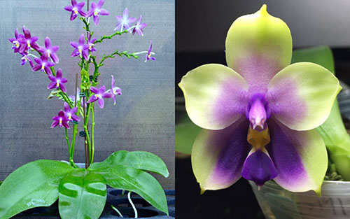Phalaenopsis YangYang Blueberry x bellina coerulea