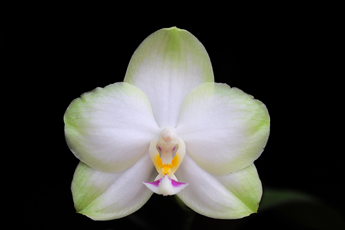 Phalaenopsis Mituo Diamond Canary 'Green Circle'