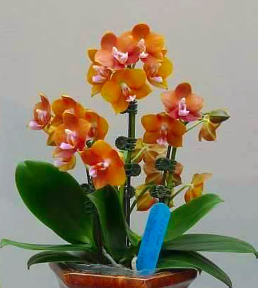 Phalaenopsis Mituo Champion King '68-1'