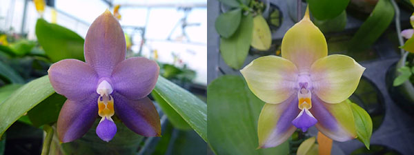 Phalaenopsis LD Purple Bear x Mituo Prince