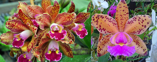 Brassolaeliocattleya Waianae Leopard x Cattleya Corcovado
