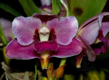 Bifrenaria tyrianthina (dark 'AWZ' x flamea 'SC')