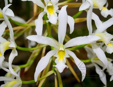 Schomburgkia superbiens alba x SELF