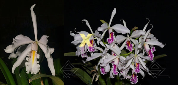 Cattleya maxima semi alba ('TA' x maxima semi alba 'AWZ')