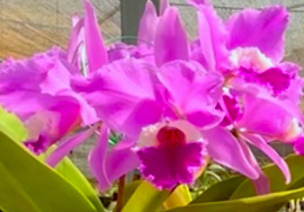 Cattleya labiata rubra 'Redonda' x labiata rubra 'Black'