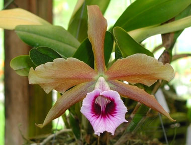 Laelia tenebrosa 'Fumacina Fujita' x SELF