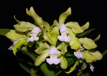 Cattleya leopoldii albina 'Dr Kley' x SELF