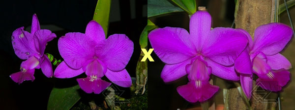 Cattleya walkeriana tipo 'Rio Claro' x walkeriana rubra flamea 'Portinari'