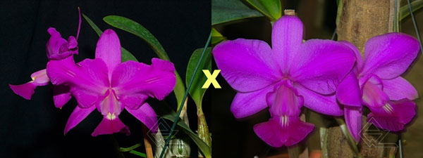Cattleya walkeriana rubra pelorica 'Esperada' x (walkeriana rubra flamea 'Portinari' x SLF)